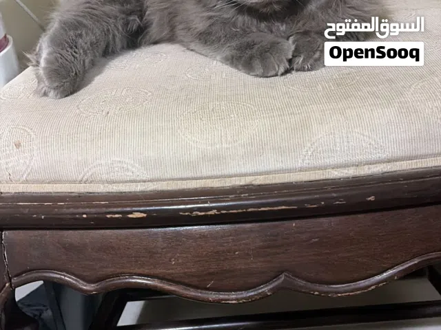 قط للتبني ..