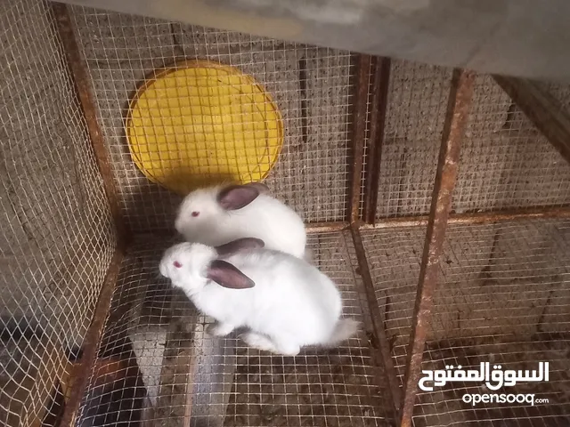 أرانب  ذكرين أرانب صحه ممتازه