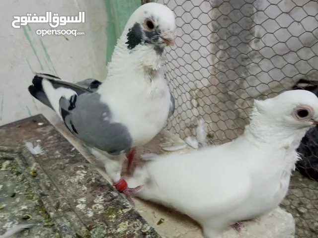 4 جواز زق شغالات و5 فراخ