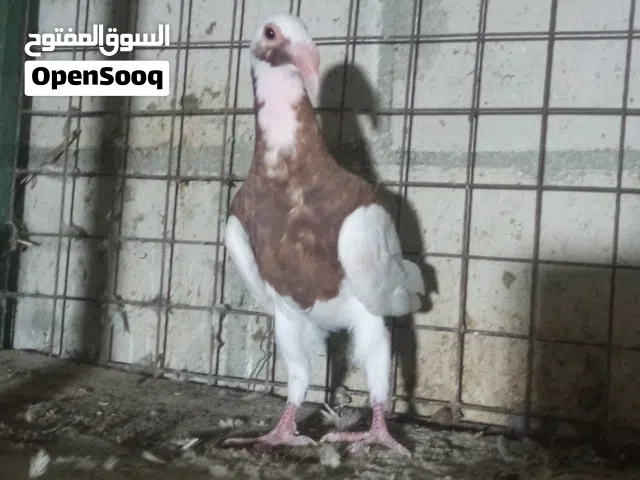 فرخ صغير لسا مو شاق ولا ريشة