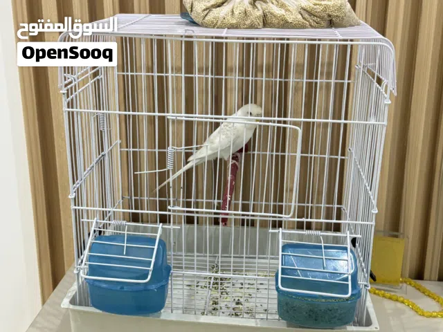 السلام عليكم عصفوره انتى للبيع بي القفص مكاني طرابلس