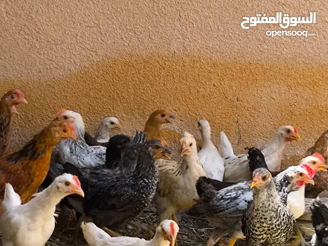 دجاج عماني عمر 3 شهور
