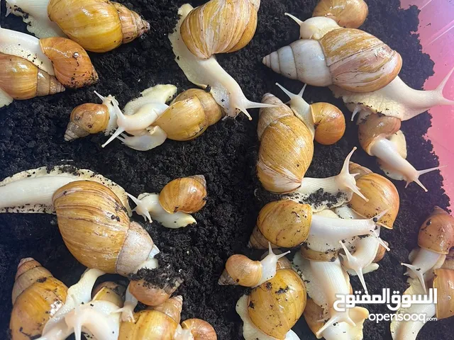 حلزون افريقي