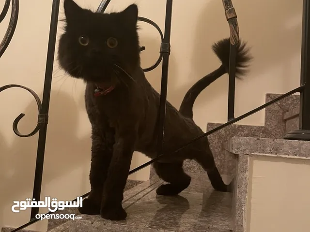 Persian male vaccinated and groomed