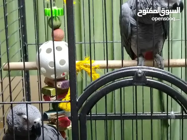 lovely African gray parrots