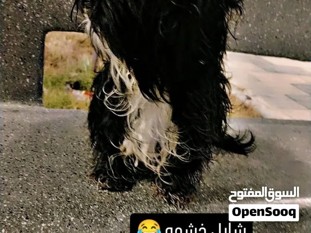سلام عليكم مطلوب كلاب زينه يل تبني