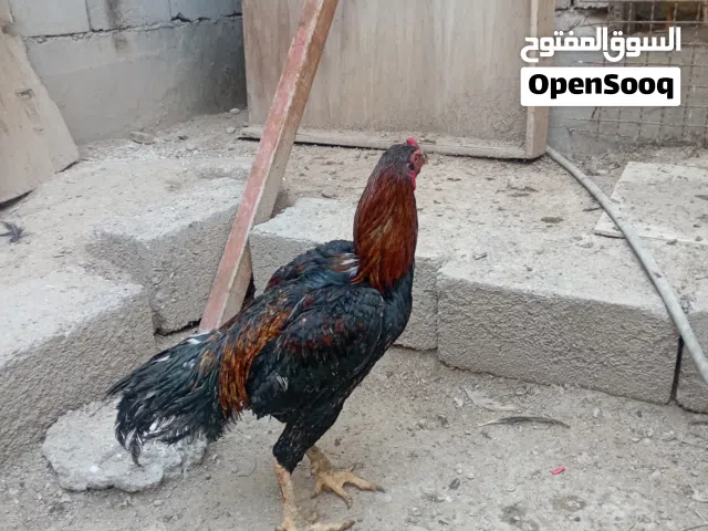 ديج  رس الماني البيع