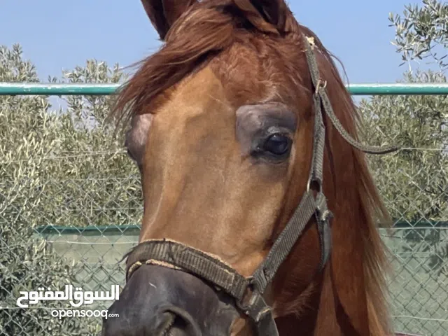 حصان عربي اصيل مسجل