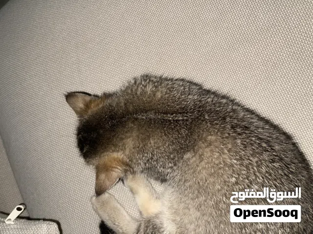 للبيع قط ذكر بريتش