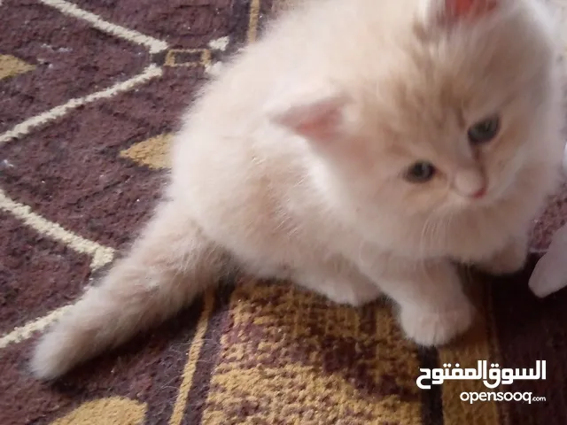 قطط للبيع  سكوتش فولد