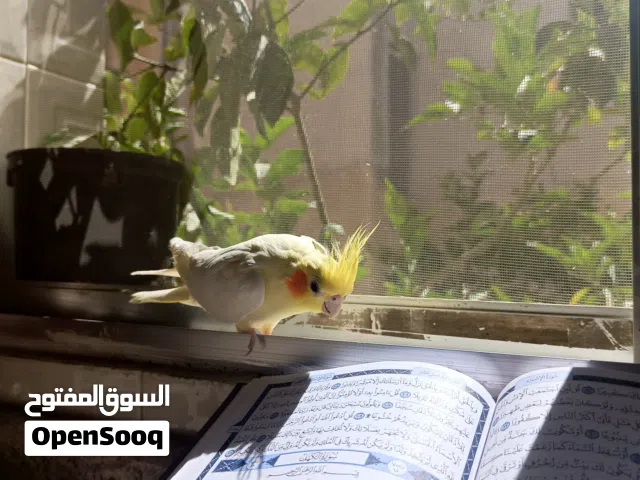 ببغاء كوكتيل كروان لاتينو عين حمرة أليف جدااااا ما بعرف العض بتاتاً و نص نص هدد داخلي للبيع بدون قفص