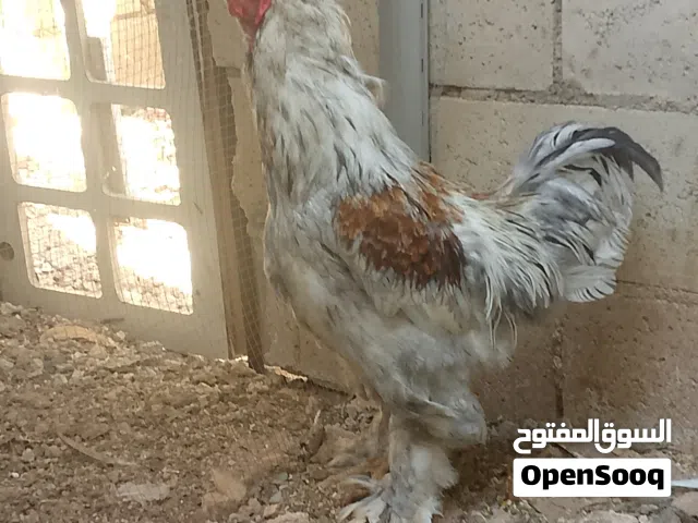 متاح جوز كوكتيل شغال نضيف
