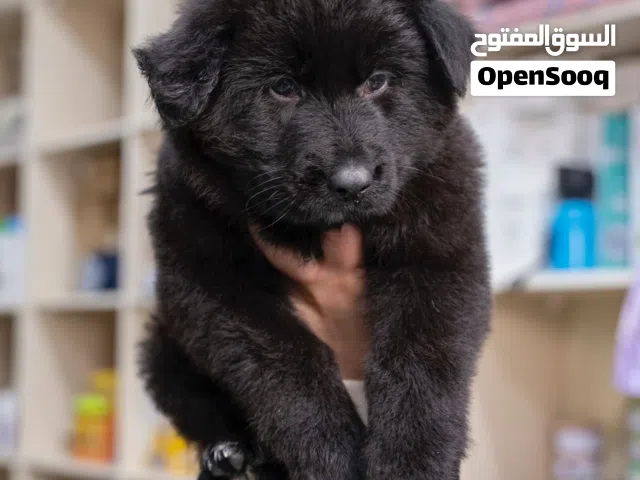 للحراسه جيرمن بلاك ...شورت هير وورك لاين..جميع المطاعيم..الاهالي متوفره للمعاينه والمشاهده