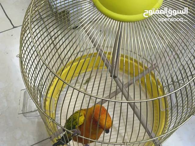طير سن كانيور أليف جداً ولعوب