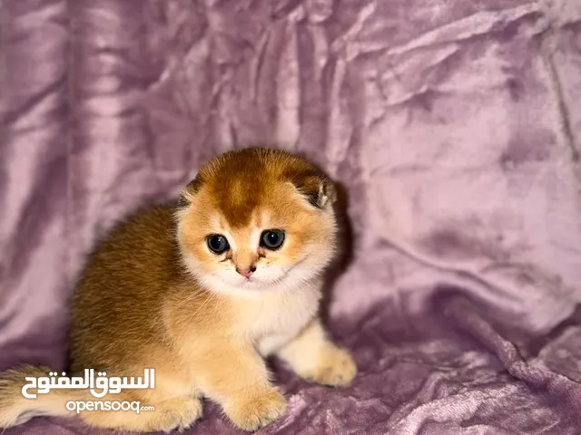pure scottish fold golden kitten for sell