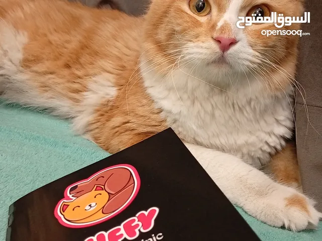 قطط لتبني هيمالايا ميكس شيرازي بيكي فيس وشيرازي وشيرازي ميكس بريتش ام مع صغيرها عمره شهرين