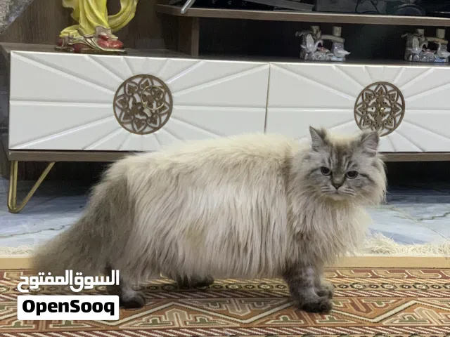 قطه انثى من ام هملايا واب شانشيلا