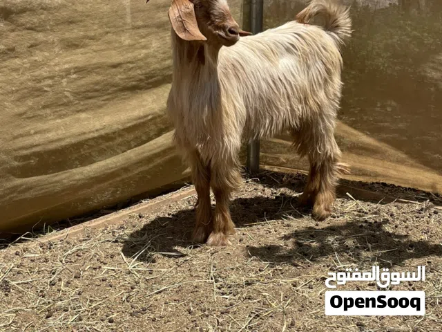 تيس جامودي عمره 9 شهور