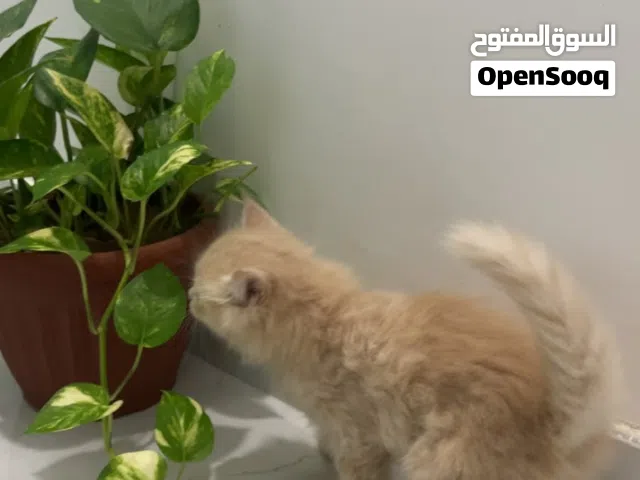 قط ذكر العمر شهرين