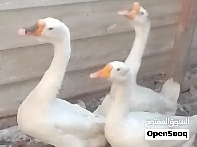 وز لبيع ابي لخصيب