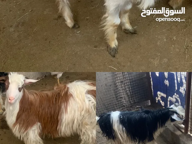 ماعز للبيع سمان تبارك الله