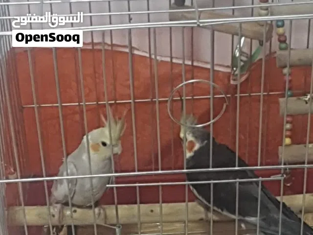 طيور ببغاء كوكتيل للبيع