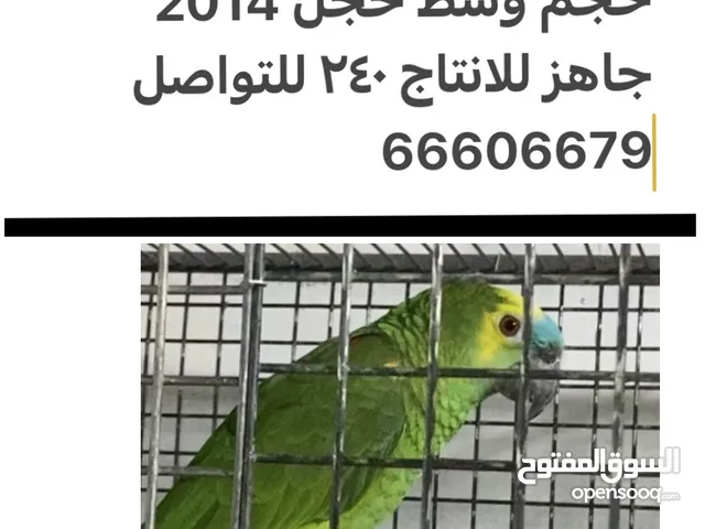 ذكر بلو فرونت أمازون للانتاج