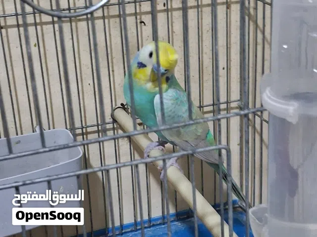 جوز حب رينبو بايض 4 بيضات جوز بالصلاه على نبي
