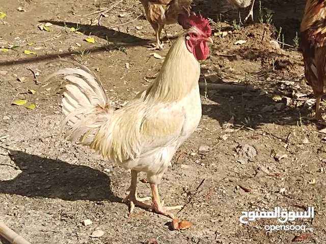 ديوك ودجاج  عرب بياض