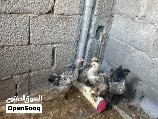 أربعة اعتاتيق براهما للبيع