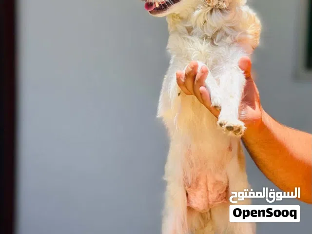لولو فوكس حرق بي النار