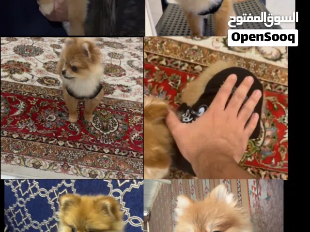 للبدل مع كاسكو