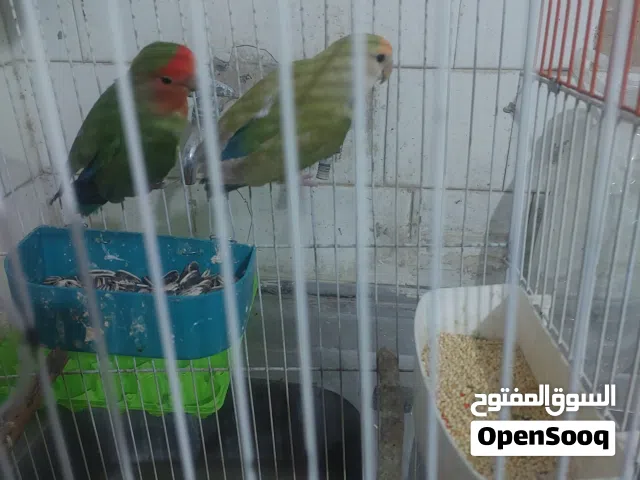 طيور روز وطيور حب وفحل كوكتيل للبيع