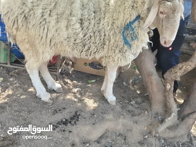 تيس غنم عساف للبيع شغال