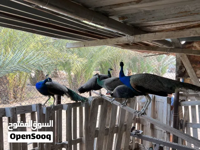 طاوس. لاقوه الا بالله