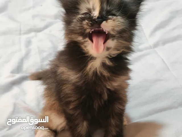 قطط من نوع persian