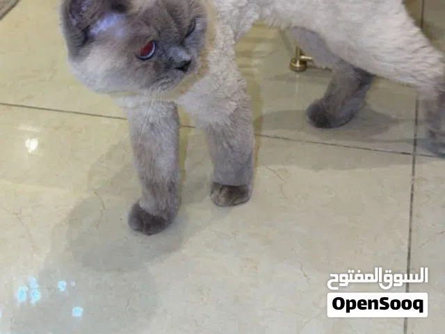 للبيع قط أنثى هادئ وتحب الاطفال