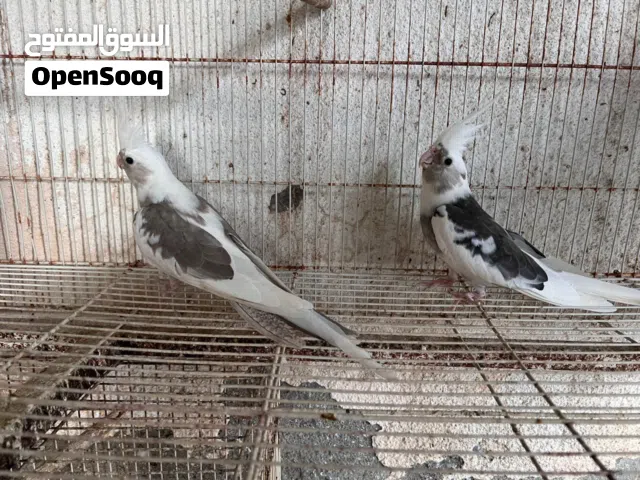 زوج كوكتيل منتج