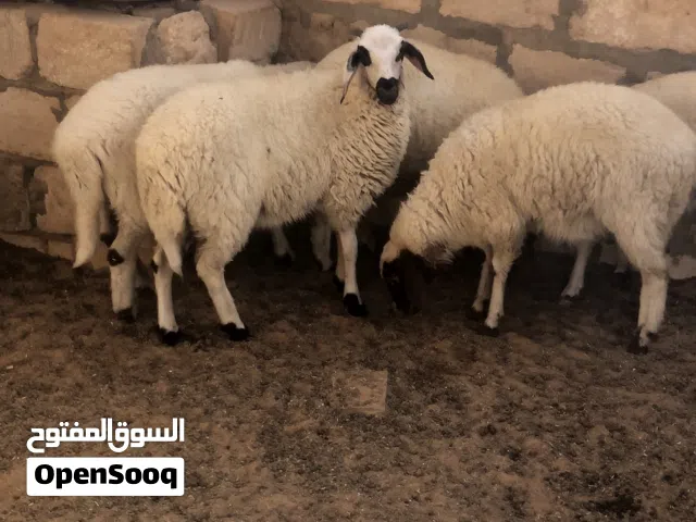 5فطايم مشالله