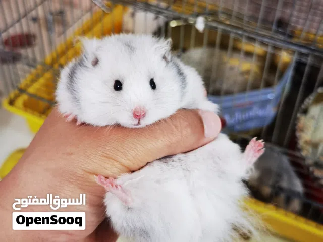 هامسترات أليفات و لعوبات جميع الألوان