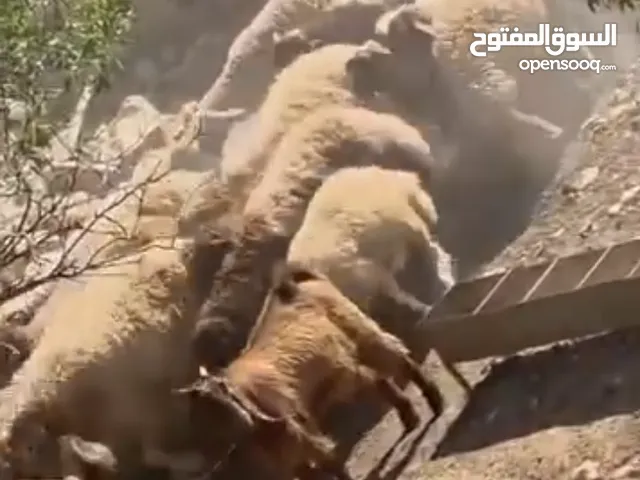 خرفان بلدي