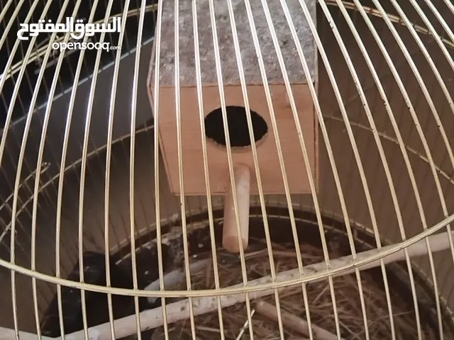 قفص حجم كيبر