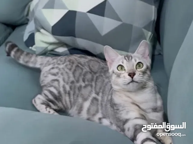 Pure Silver Bengal