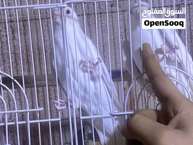 زوجين. كوكتيل. البينو اعيون. احمر.  امايات محلقات. شرط تبزير.  وبناتهن. جاهزات