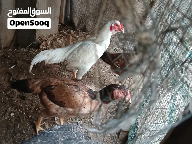 بيض دجاج هندي من اصول تركيه جيده موجود اكثر من طبقه وصور الامهات بالاعلان