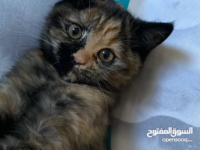 قطة انثى للتبني هي وأختها