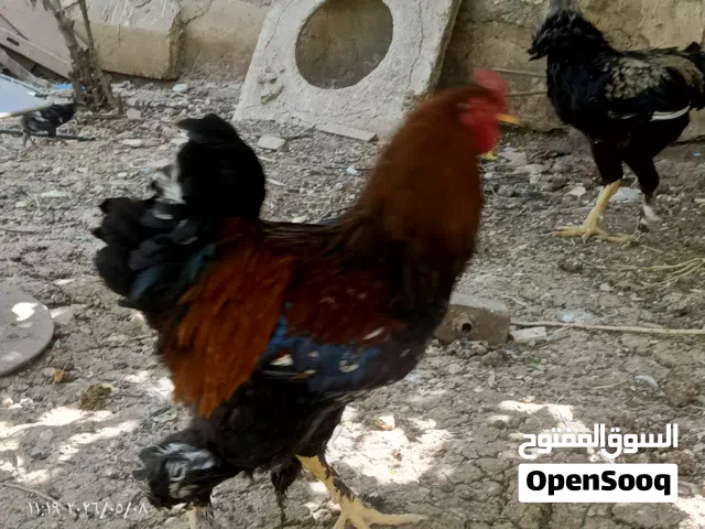 ديك براهمي و باكستاني