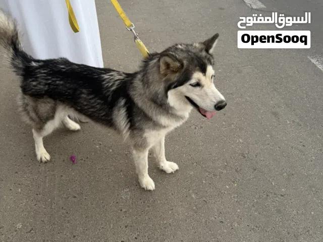 كلب هاسكي روسي