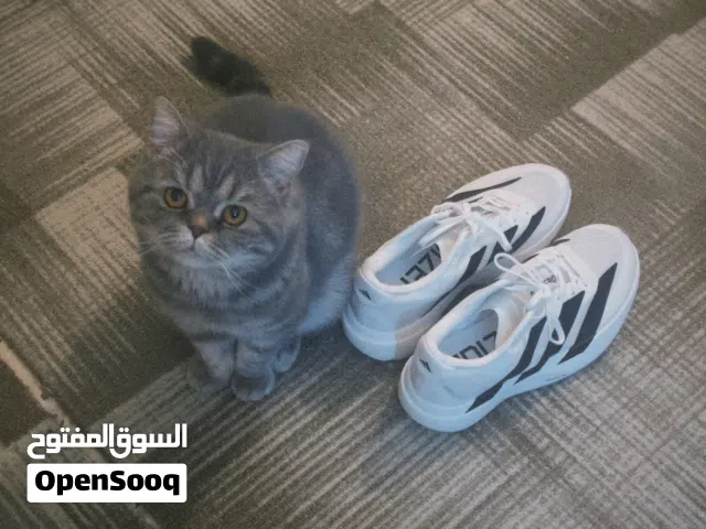 القط سكوتيش لتبنى