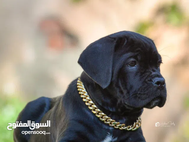 جراوي كين كورسو